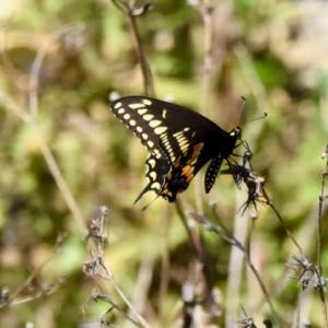 palomedes swallowtail